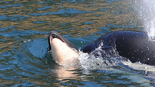 Orca Mother Grieves Dead Calf More Than Two Weeks