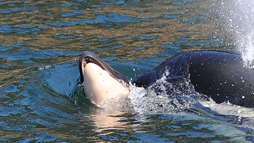 Southern Resident Orca J35 pushes her female dead calf