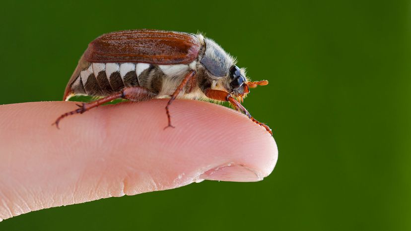 May bug (Melolontha melolontha) on finger