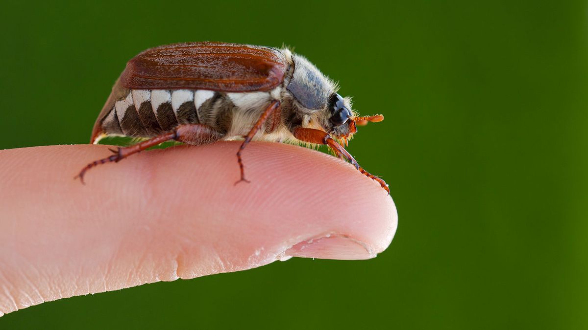 june bug larvae