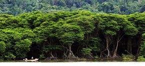 丛林的茂密冠层不能让太多光线伸入森林地面。查看更多树木的图片。“width=