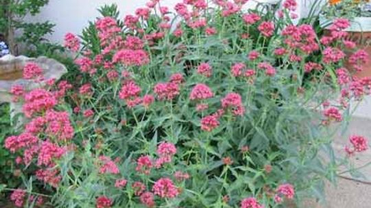 Jupiter's Beard, Red Valerian