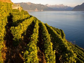 Weibergen Lavaux, Schweiz