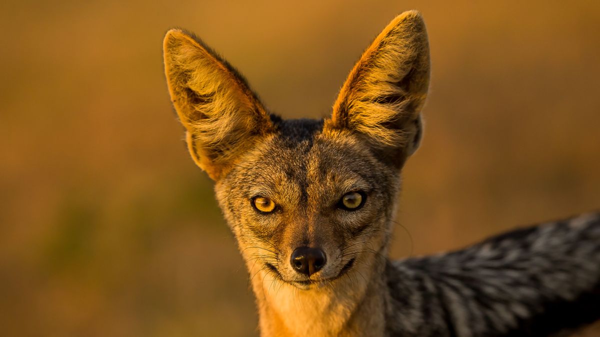 Jackals: Canine Survivors and Tricksters of Folklore