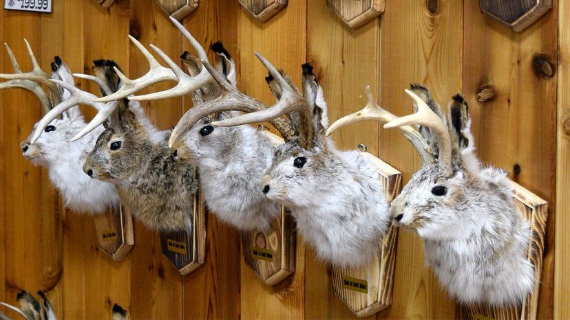 taxidermy jackalope