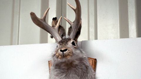 Are Jackalopes Really Roaming the State of Wyoming? - Vimarsana News