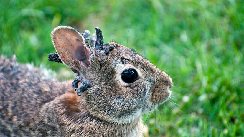 shope papilloma virus deer