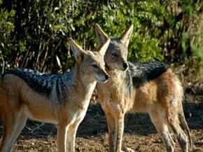 Non-breeding adult jackals may babysit pups.
