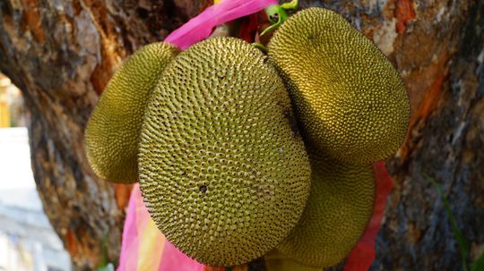 Jackfruit Is a Stinky, but Otherwise, Perfect Fruit