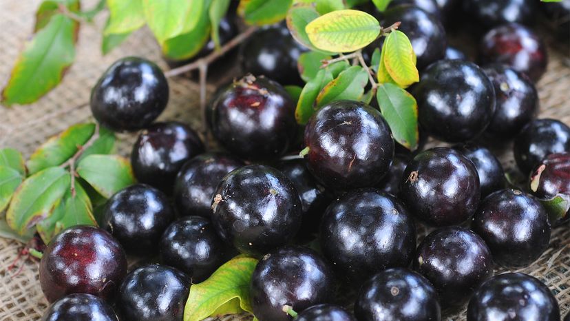 Jabuticaba＂border=