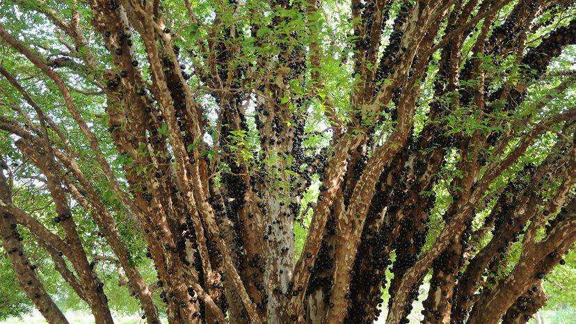 Jabuticaba	