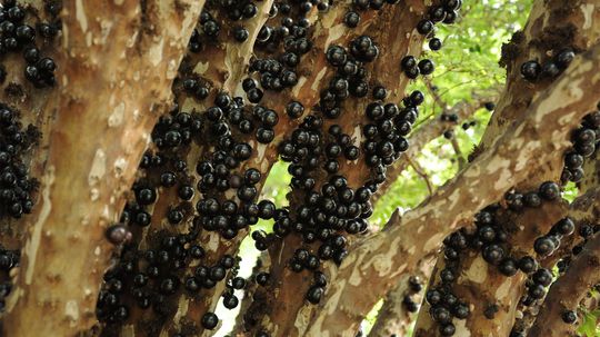 Jabuticaba：今天在这里的超级果实，明天走了“border=