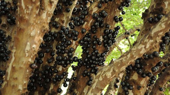 Jabuticaba:今天还在，明天就会消失的超级水果＂class=