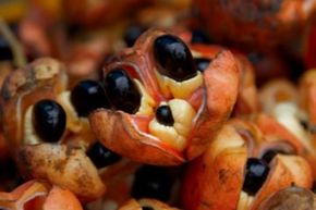 Ackee fruit on display in a market stall.