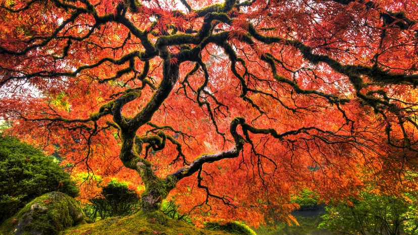 Japanese maple tree