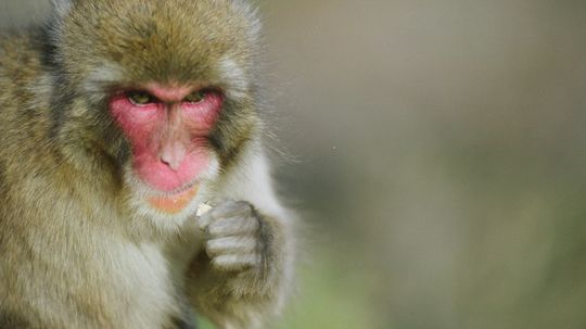 Do Japanese monkeys season their food?