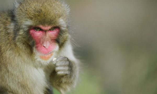 Japanese Monkey Season Food