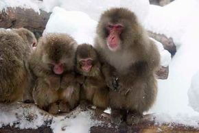 Japanese snow monkeys have learned to fish for food