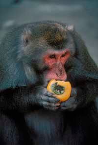 A Japanese monkey munching on a persimmon.