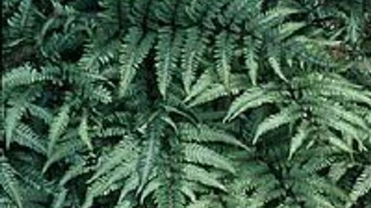 Japanese Painted Fern