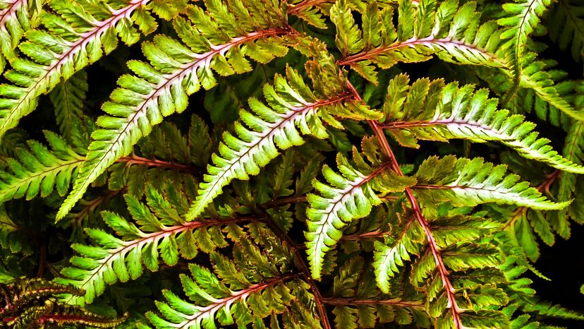 Close up detail of Japanese painted fern.