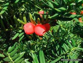 A close-up of a Japanese yew plant with its signature red berries.&nbsp;