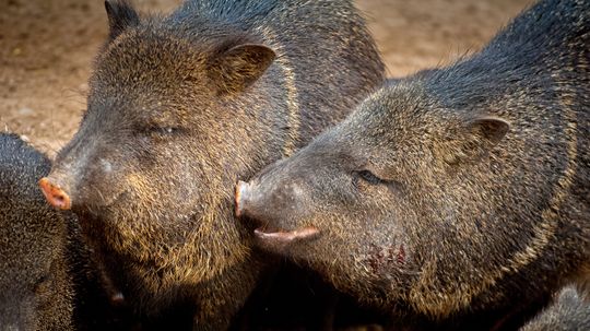 它是一只猪吗?一个猪?不，这是Javelina＂border=