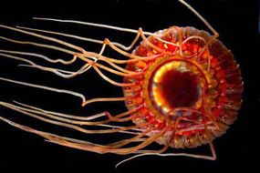 Atolla wyvillei, a deep-sea jellyfish