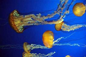 A smack, or small group, of jellyfish
