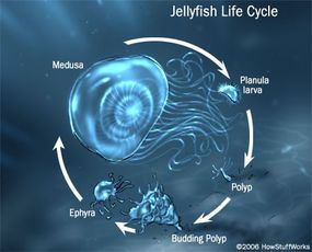 jellyfish anatomy