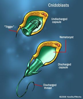 jellyfish diagram for kids