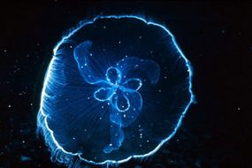 A moon jellyfish