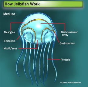 How Jellyfish Work | HowStuffWorks
