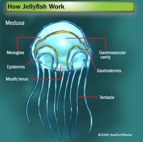 jellyfish diagram for kids