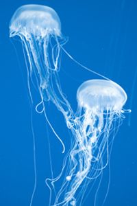 jellyfish