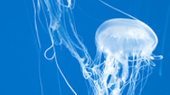 Do jellyfish have the deadliest venom in the world?