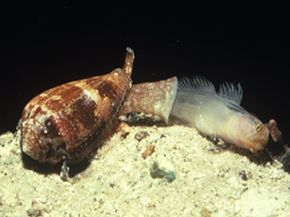 cone snail