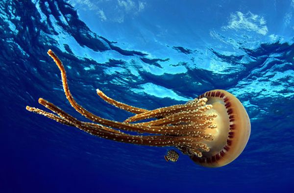 Jellyfish at Pearl and Hermes Atoll, Papahānaumokuākea Marine National Monument. Credit: Greg McFall.