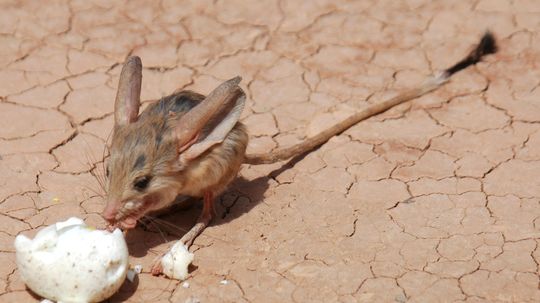 The Long-eared, Hopping Jerboa Is the Desert's Cutest Resident