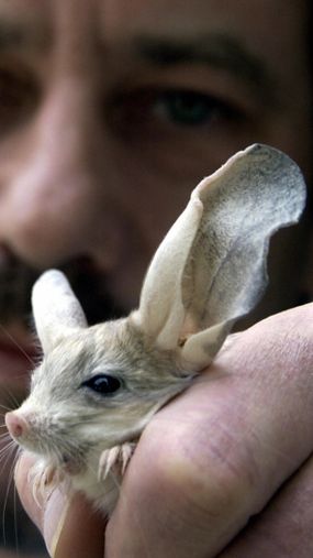 Jerboa“border=