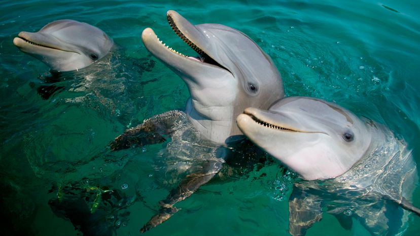 3 Bottlenose Dolphins in sea 