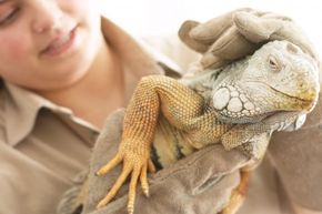 People who work with animals have a high level of job satisfaction, even though the pay isn't great and it's often a dirty job.