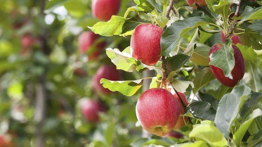 Did Johnny Appleseed Really Plant Apples all Over America?
