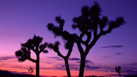 The Iconic Joshua Tree Is in Danger of Extinction