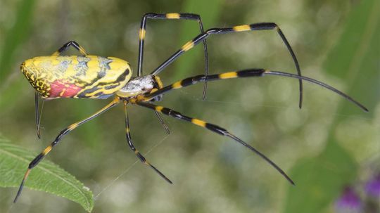 The Invasive Joro Spider Is Getting Cozy in the U.S.