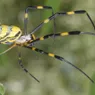 The Invasive Joro Spider Is Getting Cozy in the U.S.