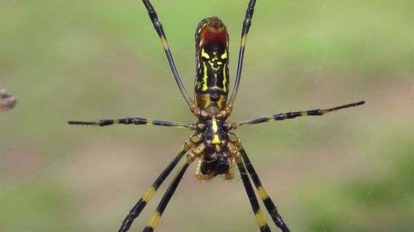 The Invasive 'Fortune-teller' Joro Spider Is Getting Cozy in the U.S.