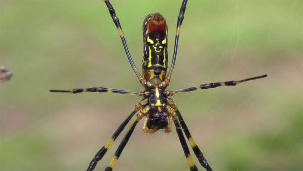 The Invasive 'Fortune-teller' Joro Spider Is Getting Cozy in the U.S.