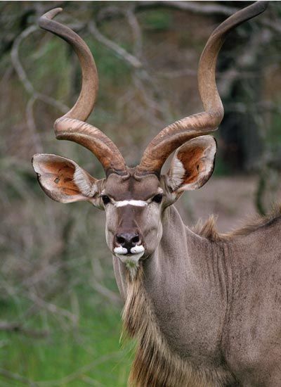 african mammals with horns