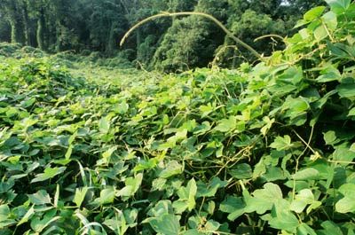 Kudzu in full bloom. 